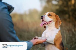 Special Needs Dog Training | My Caring Dog – Tips, Stories, and Care Guides for Loving Pet Owners