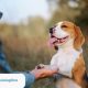 Special Needs Dog Training | My Caring Dog – Tips, Stories, and Care Guides for Loving Pet Owners