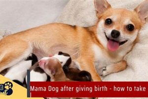 Essential Post-Birth Dog Care Guide | My Caring Dog – Tips, Stories, and Care Guides for Loving Pet Owners