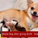 Essential Post-Birth Dog Care Guide | My Caring Dog – Tips, Stories, and Care Guides for Loving Pet Owners