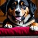 Best 24 7 Dog Care Services Near You | My Caring Dog – Tips, Stories, and Care Guides for Loving Pet Owners