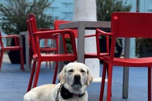 Your Guide to Getting a Service Dog in Virginia | My Caring Dog – Tips, Stories, and Care Guides for Loving Pet Owners
