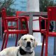 Your Guide to Getting a Service Dog in Virginia | My Caring Dog – Tips, Stories, and Care Guides for Loving Pet Owners