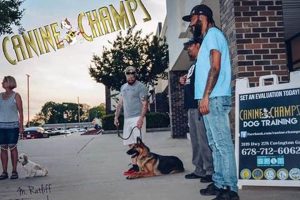 Champ Dog Training: Proven Techniques | My Caring Dog – Tips, Stories, and Care Guides for Loving Pet Owners