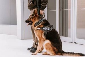 Top-Rated Perros K9 for Car Safety | My Caring Dog – Tips, Stories, and Care Guides for Loving Pet Owners