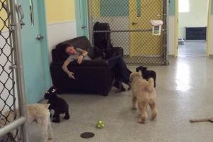 Best Dog Day Care in Syracuse NY: Top Choices My Caring Dog – Tips, Stories, and Care Guides for Loving Pet Owners Best Dog Day Care in Syracuse NY: Top Choices | My Caring Dog – Tips, Stories, and Care Guides for Loving Pet Owners