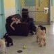 Best Dog Day Care in Syracuse NY: Top Choices | My Caring Dog – Tips, Stories, and Care Guides for Loving Pet Owners
