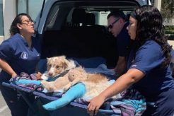 Dog Car Accidents Daily: Stats & Safety Tips | My Caring Dog – Tips, Stories, and Care Guides for Loving Pet Owners