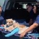 Dog Car Accidents Daily: Stats & Safety Tips | My Caring Dog – Tips, Stories, and Care Guides for Loving Pet Owners