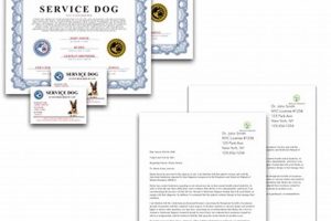 Uniting with Service Dogs: A Comprehensive Guide My Caring Dog – Tips, Stories, and Care Guides for Loving Pet Owners Uniting with Service Dogs: A Comprehensive Guide | My Caring Dog – Tips, Stories, and Care Guides for Loving Pet Owners