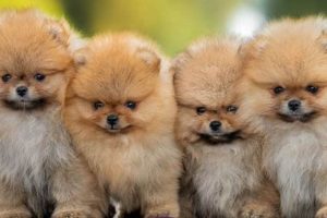 Pomeranian Dog Care | My Caring Dog – Tips, Stories, and Care Guides for Loving Pet Owners
