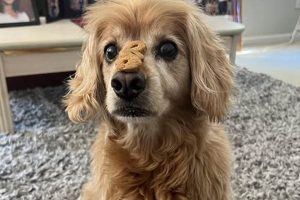 Top rdogs Gear & Accessories for Car Travel My Caring Dog – Tips, Stories, and Care Guides for Loving Pet Owners Top rdogs Gear & Accessories for Car Travel | My Caring Dog – Tips, Stories, and Care Guides for Loving Pet Owners