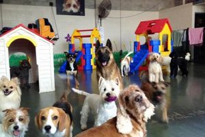 Top My Dogs Care Center: Best Dog Care | My Caring Dog – Tips, Stories, and Care Guides for Loving Pet Owners