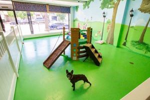 Top Dog Day Care in Sherman Oaks, CA | My Caring Dog – Tips, Stories, and Care Guides for Loving Pet Owners