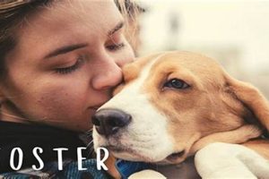 Best Dog Foster Care in Houston, TX My Caring Dog – Tips, Stories, and Care Guides for Loving Pet Owners Best Dog Foster Care in Houston, TX | My Caring Dog – Tips, Stories, and Care Guides for Loving Pet Owners