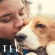 Best Dog Foster Care in Houston, TX | My Caring Dog – Tips, Stories, and Care Guides for Loving Pet Owners