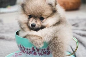 Ultimate Teacup Dog Care Guide: Tips & Tricks | My Caring Dog – Tips, Stories, and Care Guides for Loving Pet Owners