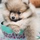 Ultimate Teacup Dog Care Guide: Tips & Tricks | My Caring Dog – Tips, Stories, and Care Guides for Loving Pet Owners