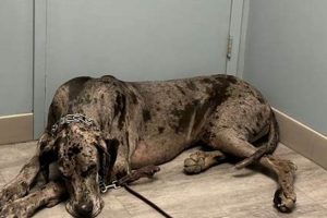 Desjardins Dog Care: Complete Guide & Tips | My Caring Dog – Tips, Stories, and Care Guides for Loving Pet Owners