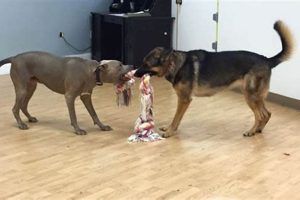 Dog Day Care Rome Ga | My Caring Dog – Tips, Stories, and Care Guides for Loving Pet Owners