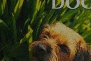 Careofdog | My Caring Dog – Tips, Stories, and Care Guides for Loving Pet Owners