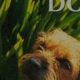 Careofdog | My Caring Dog – Tips, Stories, and Care Guides for Loving Pet Owners