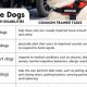 Get Financial Help for Service Dogs: Grants & Funding | My Caring Dog – Tips, Stories, and Care Guides for Loving Pet Owners