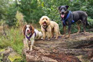 Top National Dog Shows & Events for Car Dogs | My Caring Dog – Tips, Stories, and Care Guides for Loving Pet Owners