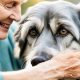 Complete Guide to Aging Dog Care Tips | My Caring Dog – Tips, Stories, and Care Guides for Loving Pet Owners