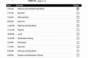 Daily Dog Schedule | My Caring Dog – Tips, Stories, and Care Guides for Loving Pet Owners