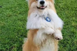 Top Dogss Accessories for Car Travel My Caring Dog – Tips, Stories, and Care Guides for Loving Pet Owners Top Dogss Accessories for Car Travel | My Caring Dog – Tips, Stories, and Care Guides for Loving Pet Owners