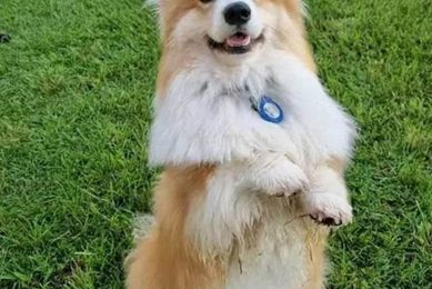 Top Dogss Accessories for Car Travel | My Caring Dog – Tips, Stories, and Care Guides for Loving Pet Owners