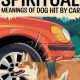 Dog-Car Accidents: Spiritual Meaning & Healing | My Caring Dog – Tips, Stories, and Care Guides for Loving Pet Owners