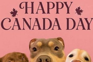 Top Dog Sense Daycare & Grooming Reviews | My Caring Dog – Tips, Stories, and Care Guides for Loving Pet Owners