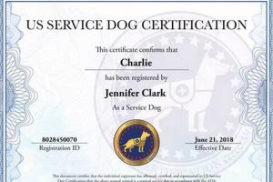Legit Online Service Dog Certification: A Guide | My Caring Dog – Tips, Stories, and Care Guides for Loving Pet Owners