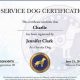 Legit Online Service Dog Certification: A Guide | My Caring Dog – Tips, Stories, and Care Guides for Loving Pet Owners