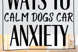 Ultimate Guide: Calm Your Dog in the Car | My Caring Dog – Tips, Stories, and Care Guides for Loving Pet Owners