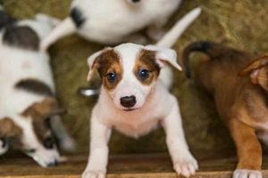 Find Free Puppies for Car Travel Today! | My Caring Dog – Tips, Stories, and Care Guides for Loving Pet Owners