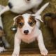 Find Free Puppies for Car Travel Today! | My Caring Dog – Tips, Stories, and Care Guides for Loving Pet Owners