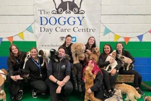 Best Dog Day Care in Whitley Bay | Top Kennels My Caring Dog – Tips, Stories, and Care Guides for Loving Pet Owners Best Dog Day Care in Whitley Bay | Top Kennels | My Caring Dog – Tips, Stories, and Care Guides for Loving Pet Owners