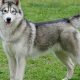 Complete Guide to Husky Dog Care & Training | My Caring Dog – Tips, Stories, and Care Guides for Loving Pet Owners