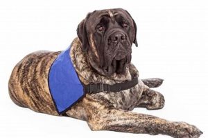 Find Service Dog Grants for Anxiety Relief | My Caring Dog – Tips, Stories, and Care Guides for Loving Pet Owners