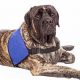 Find Service Dog Grants for Anxiety Relief | My Caring Dog – Tips, Stories, and Care Guides for Loving Pet Owners