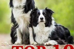Top 5 Easiest Dogs to Train & Care For | My Caring Dog – Tips, Stories, and Care Guides for Loving Pet Owners