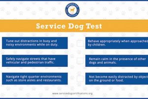 Ultimate Service Dog Test Guide &amp; Tips | My Caring Dog – Tips, Stories, and Care Guides for Loving Pet Owners