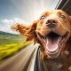 My Dog Jumped Out of Car Window: Help! | My Caring Dog – Tips, Stories, and Care Guides for Loving Pet Owners