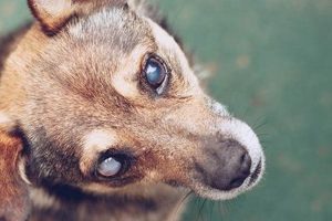 Blind Dogs Care | My Caring Dog – Tips, Stories, and Care Guides for Loving Pet Owners