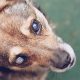 Blind Dogs Care | My Caring Dog – Tips, Stories, and Care Guides for Loving Pet Owners