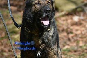 Top Working Dog Breeders Near Me (Car Dogs) | My Caring Dog – Tips, Stories, and Care Guides for Loving Pet Owners