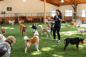 Best Dog Day Care & Training Near Me | Local Options | My Caring Dog – Tips, Stories, and Care Guides for Loving Pet Owners